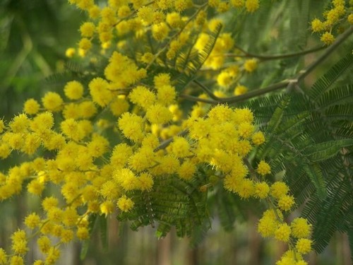 Acacia dealbata mimosa 10 - mimosa,,