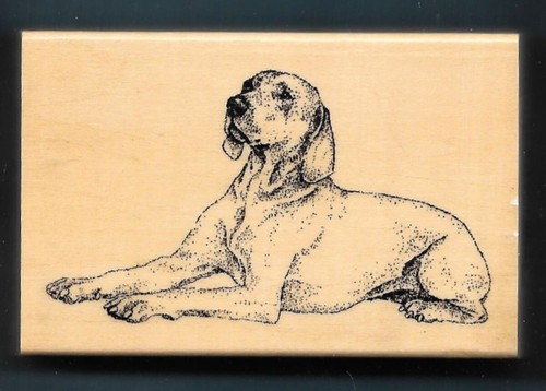 Weimaraner razza cane casa - weimaraner,