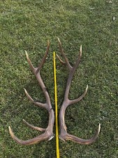 Coppia palchi corna di cervo