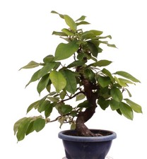 Bonsai - Pseudocydonia