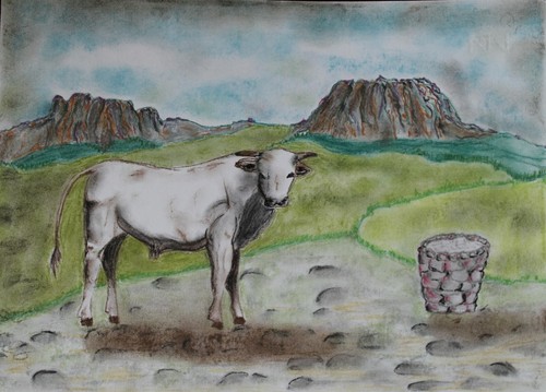 Toro bianco razza chianina cm - toro,