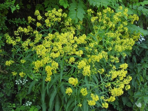 Rauke rigido sisymbrium - rauke,