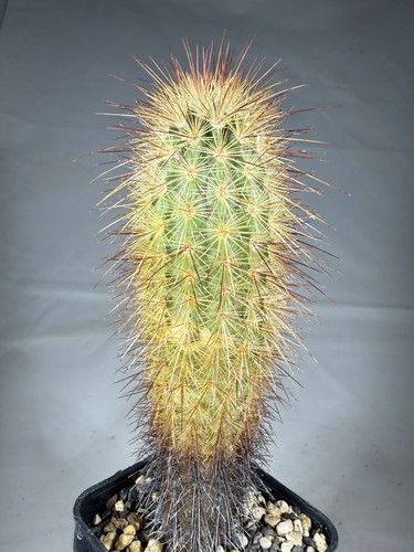Echinocereus chloranthus var