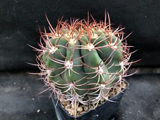 DENMOZA RODACANTHA CACTUS PIANTE GRASSE AGAVE 7004