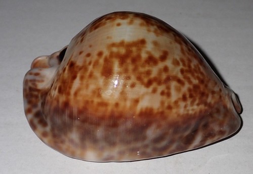 Huge cypraea trona - mm,