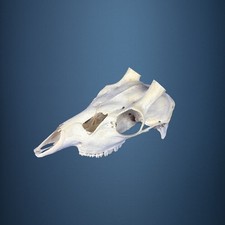 532SKU Teschio di cervo sika