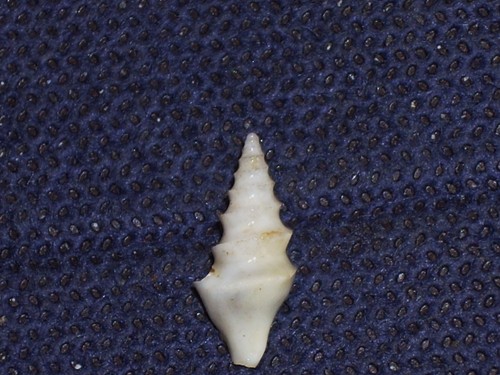 Spiropris confusa extra - confusa, rare