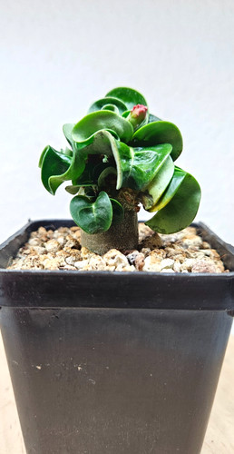 Adenium dha ppl - dha, 'ppl'➡️