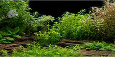 180X61Cm Acquario Sfondo Fiume