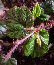 Rubus pentalobus 'Emerald