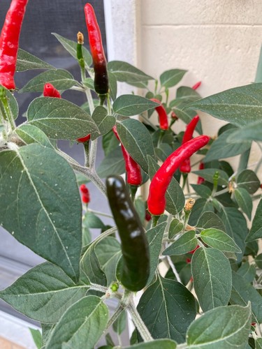 Semi peperoncino - semi, di