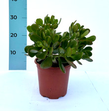 Crassula ovata albero di - -,