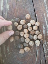 Butia Odorata 30 graines