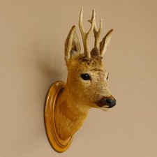 Preparato Di Testa Di Cervo