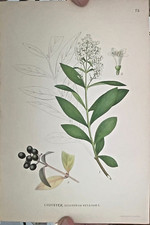 Botanica litografia 1860c.: LIGUSTRUM VULGARE A.Bortzells Stoccolma 15x23-1420