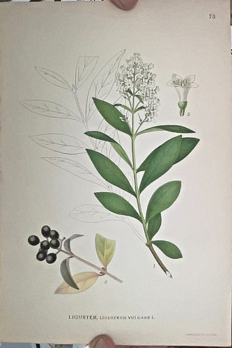 Botanica litografia 1860c