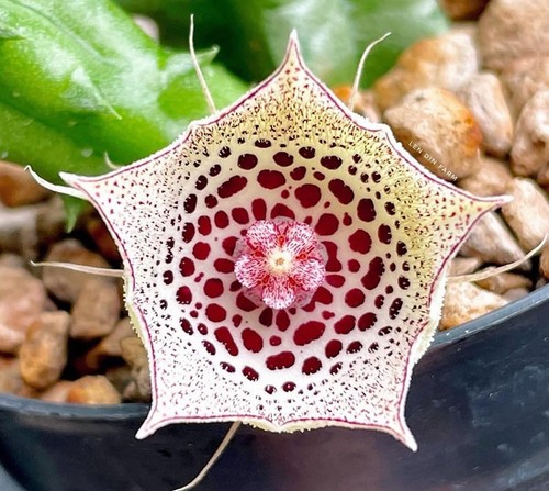 Huernia calosticta no - huernia, calosticta,