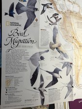 Mappa migrazione uccellino - mappa,