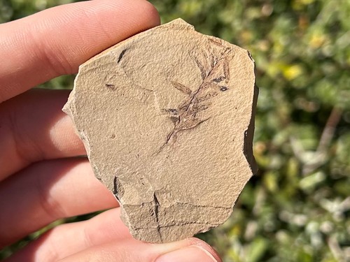 Foglie metasequoia fossile - metasequoia,