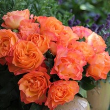 Rosa Tappezzante MESSAGE