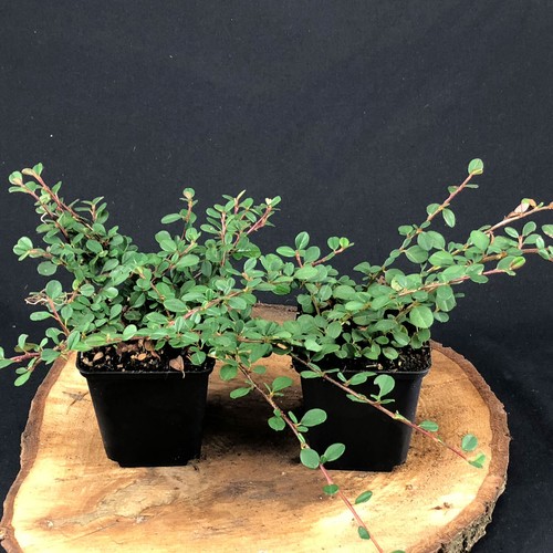 Cotoneaster pianta di - pianta,