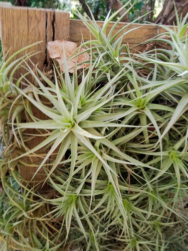 Tillandsia doppio ciuffo - tillandsia,