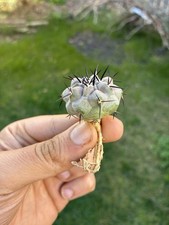 Copiapoa Cinerea Seed Grown