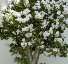 Albero giada pianta dell - albero, giada-pianta