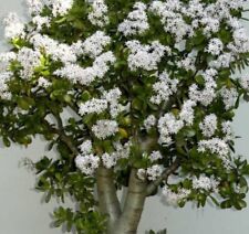 Albero Di Giada-Pianta Dell'