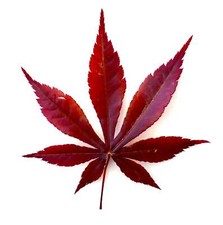 Acer palmatum cv atropurpureum - Acero giapponese rosso porpora