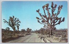 Joshua Tree Monumento