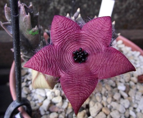 Stapelia clavicorona