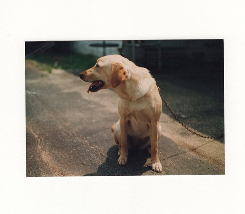 Labrador retriever giallo anni - labrador,