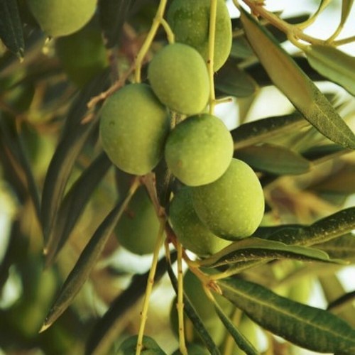Pianta olivo salella da - di,
