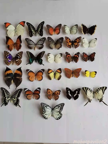 Specie farfalle senza - (specie,