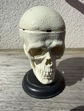 4D MASTER - MODELLO CRANIO