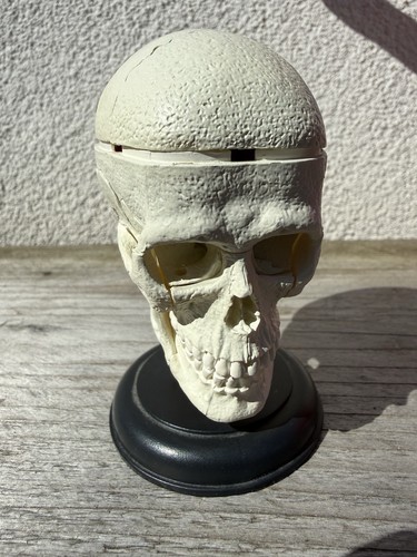 Master modello cranio - 4d,