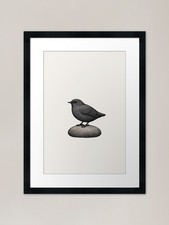 American Dipper on Pebble ird