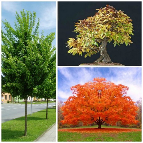 Semi acer campestre - di,