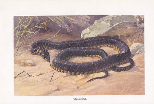 Hufeisennatter hemorrhois - hufeisennatter,