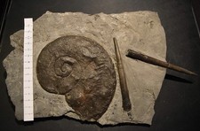 AMMONITI: Harpocera e Belemniti, Giurassico inferiore, Toarciano, Germania