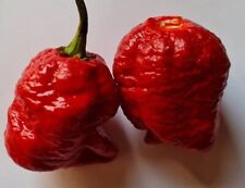 Semi Peperoncino Trinidad Moruga Scorpion