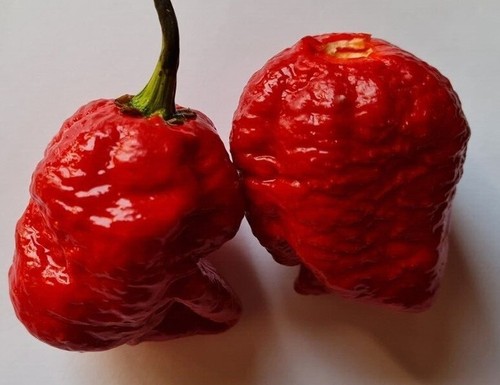 Semi peperoncino trinidad - semi,