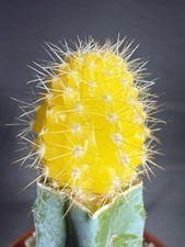 Bit Lobivia x Tricho