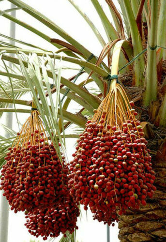 Phoenix dactylifera palma da - -,