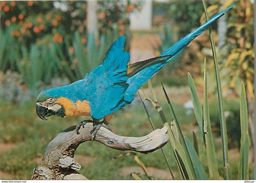Carte postale animaux - -,