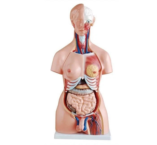 Modello anatomico busto umano