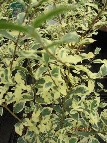 Ligustrum ibota musli - ibota,