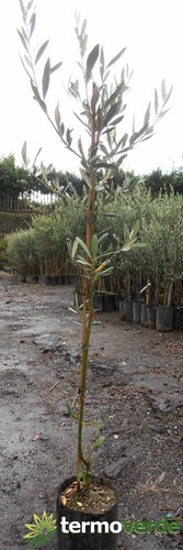 Albero ulivo nocellara - nocellara, del