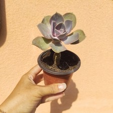 ??Vaso Ø 9 Cm ECHEVERIA PERLA DI NORIMBERGA PERLE VON NURNBERG ??? +Omaggio